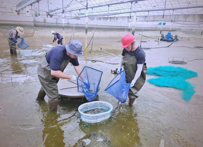 南美白对虾育苗新技术有何突破？-图3