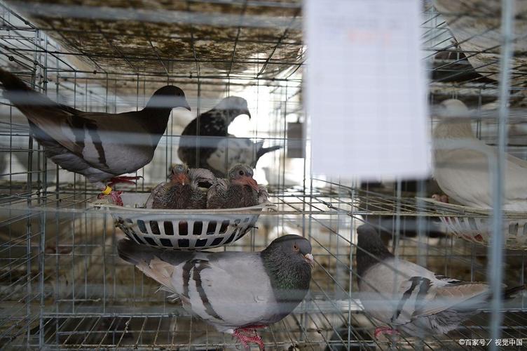 大肉鸽养殖技术视频有哪些关键要点？-图2