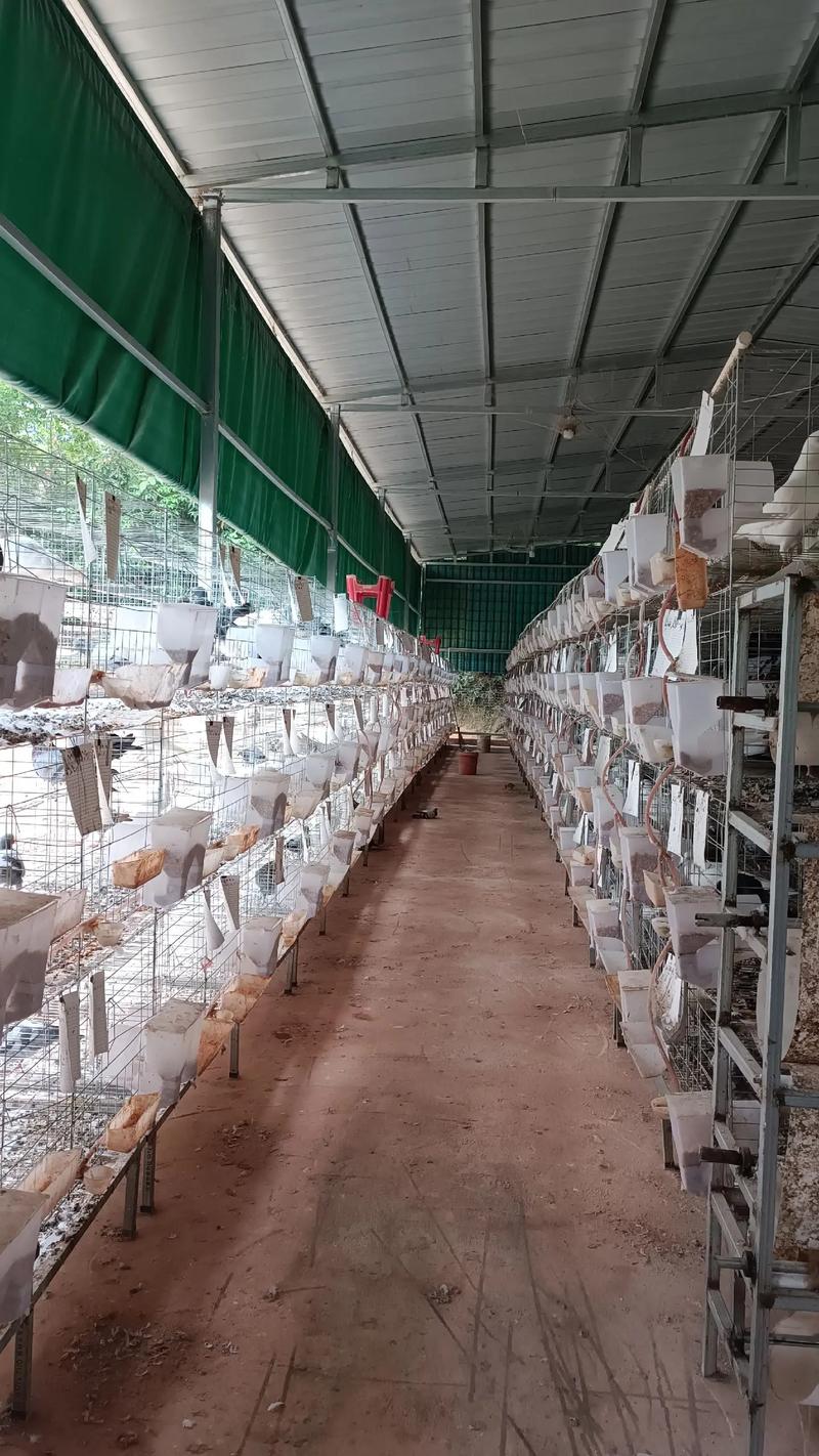 大肉鸽养殖技术视频有哪些关键要点？-图1