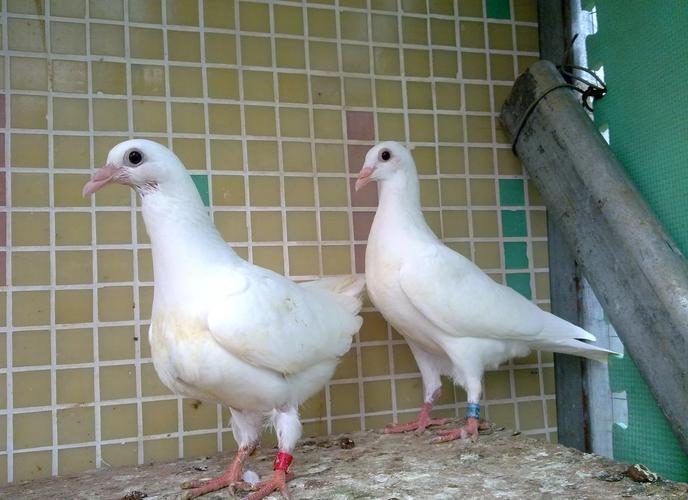 大肉鸽养殖技术视频有哪些关键要点？-图3
