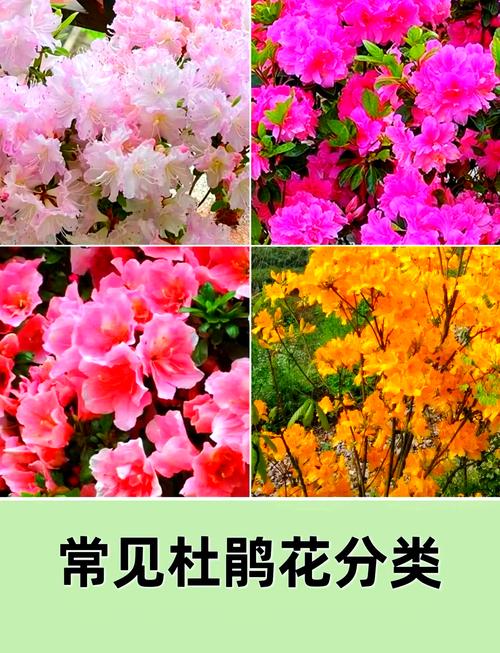 花品种图片及名称大全有哪些常见花？-图3