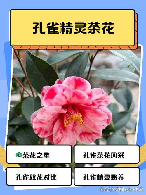 云南茶花品种有哪些?-图1 云南茶花品种有哪些?-图1