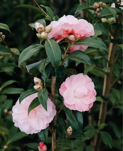 云南茶花品种有哪些?-图2 云南茶花品种有哪些?-图2