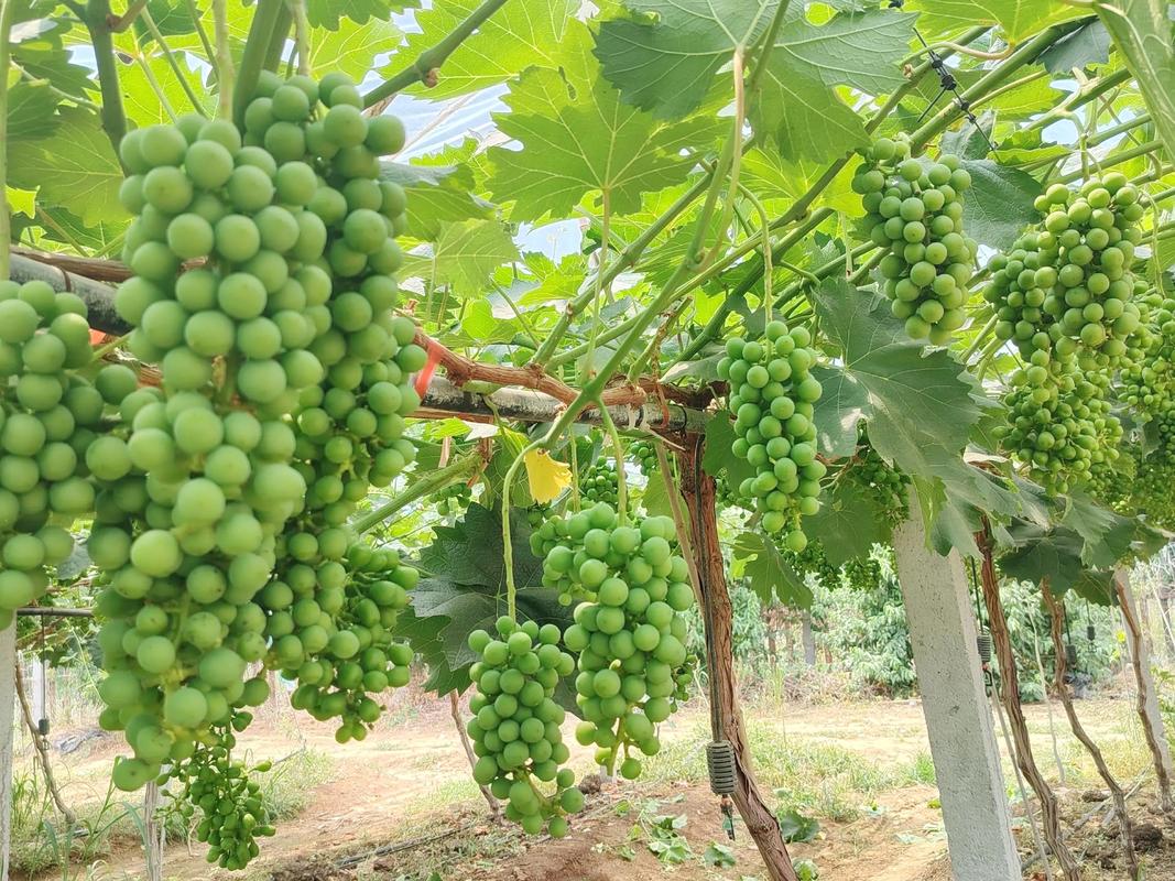 巨丰葡萄种植技术视频有哪些要点？-图3