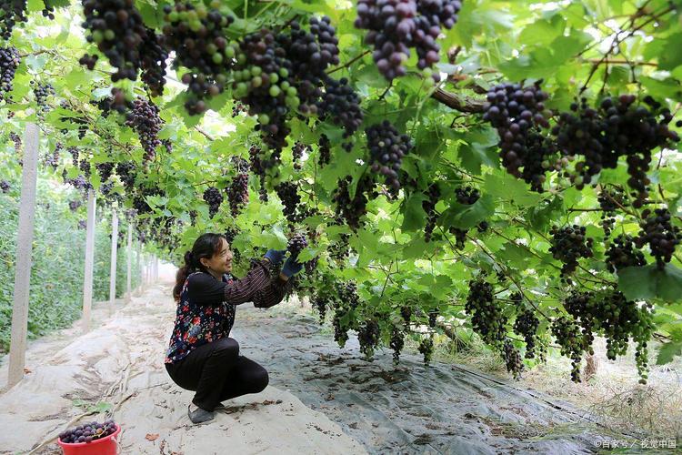巨丰葡萄种植技术视频有哪些要点？-图2