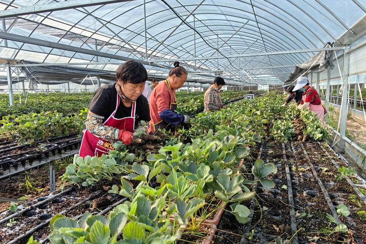 草莓种植技术有哪些关键要点？-图3