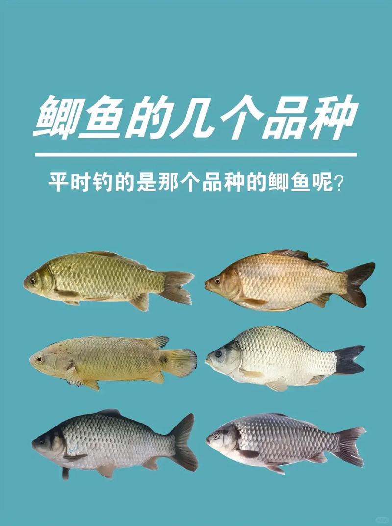 鲫鱼品种有哪些?看图识种全攻略。-图1 鲫鱼品种有哪些?看图识种全攻略。-图1
