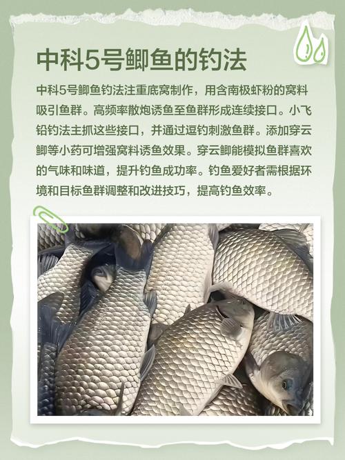 鲫鱼品种有哪些？看图识种全攻略。-图2