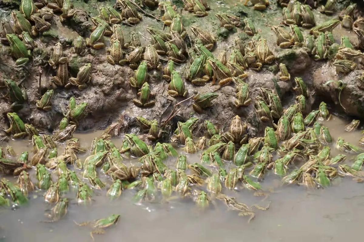 青蛙肉蛙养殖技术有哪些要点？-图1