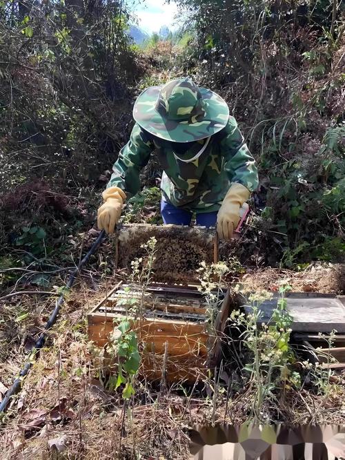 家蜂养殖技术视频全集，新手能学会吗？-图1