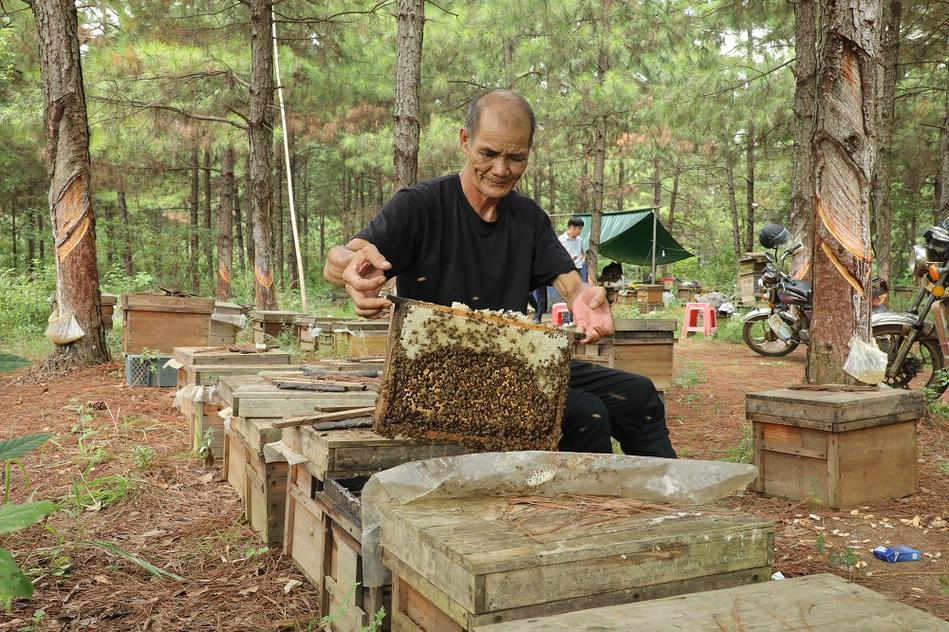 家蜂养殖技术视频全集，新手能学会吗？-图2