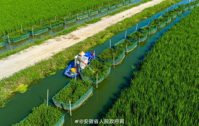 稻田黄鳝养殖技术视频怎么学才有效？-图2