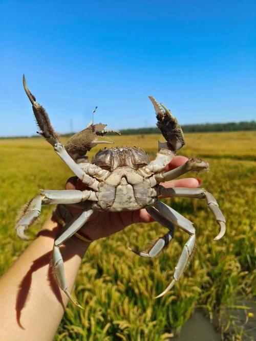 盘锦河蟹批发价格多少-图1