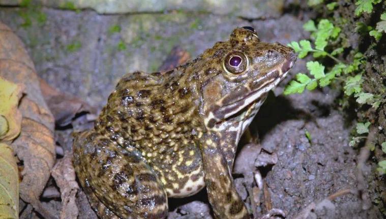 虎纹蛙人工养殖技术要点有哪些？-图1