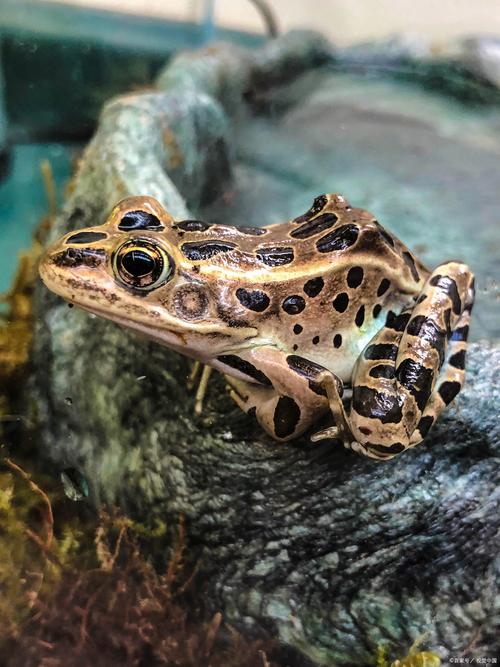 虎纹蛙人工养殖技术要点有哪些？-图3