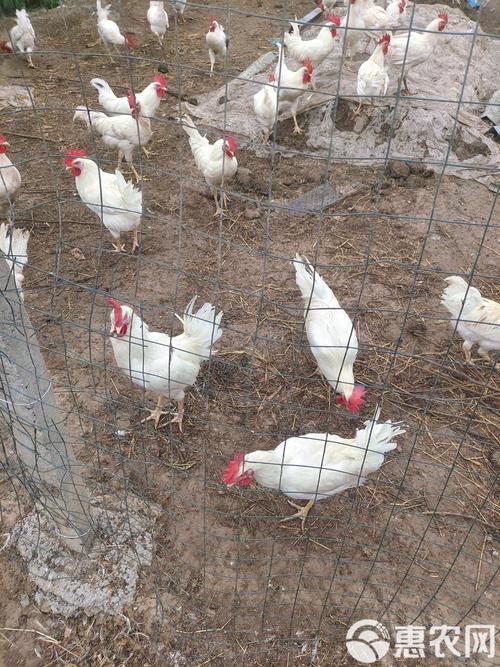 白羽肉鸡养殖技术培训要点有哪些?-图1 白羽肉鸡养殖技术培训要点有哪些?-图1