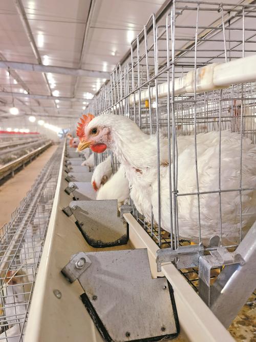 白羽肉鸡养殖技术培训要点有哪些?-图2 白羽肉鸡养殖技术培训要点有哪些?-图2