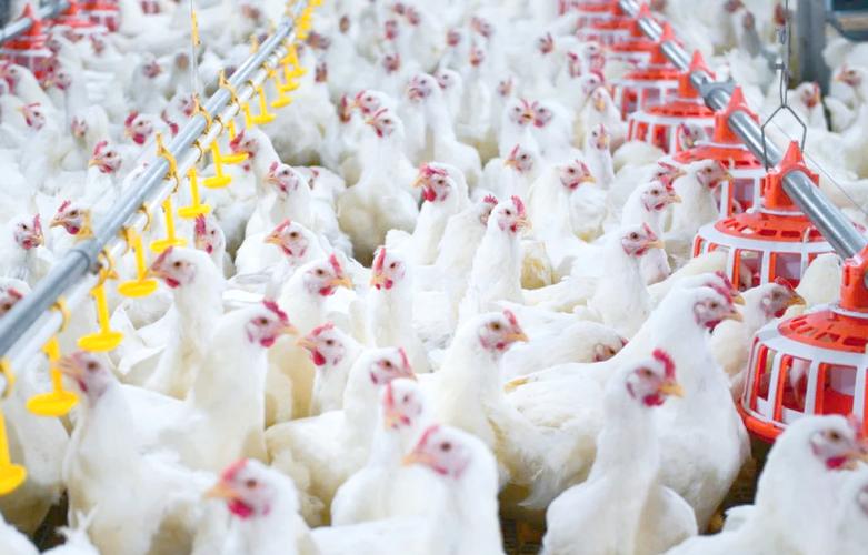 白羽肉鸡养殖技术培训要点有哪些?-图3 白羽肉鸡养殖技术培训要点有哪些?-图3