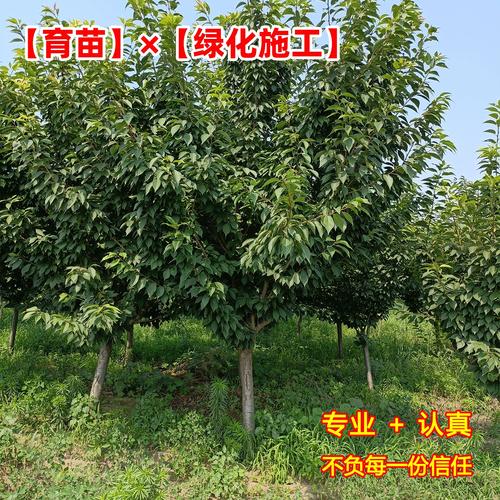 早樱晚樱价差大?为何早樱更贵?-图2 早樱晚樱价差大?为何早樱更贵?-图2