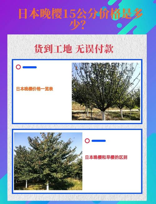 早樱晚樱价差大?为何早樱更贵?-图1 早樱晚樱价差大?为何早樱更贵?-图1
