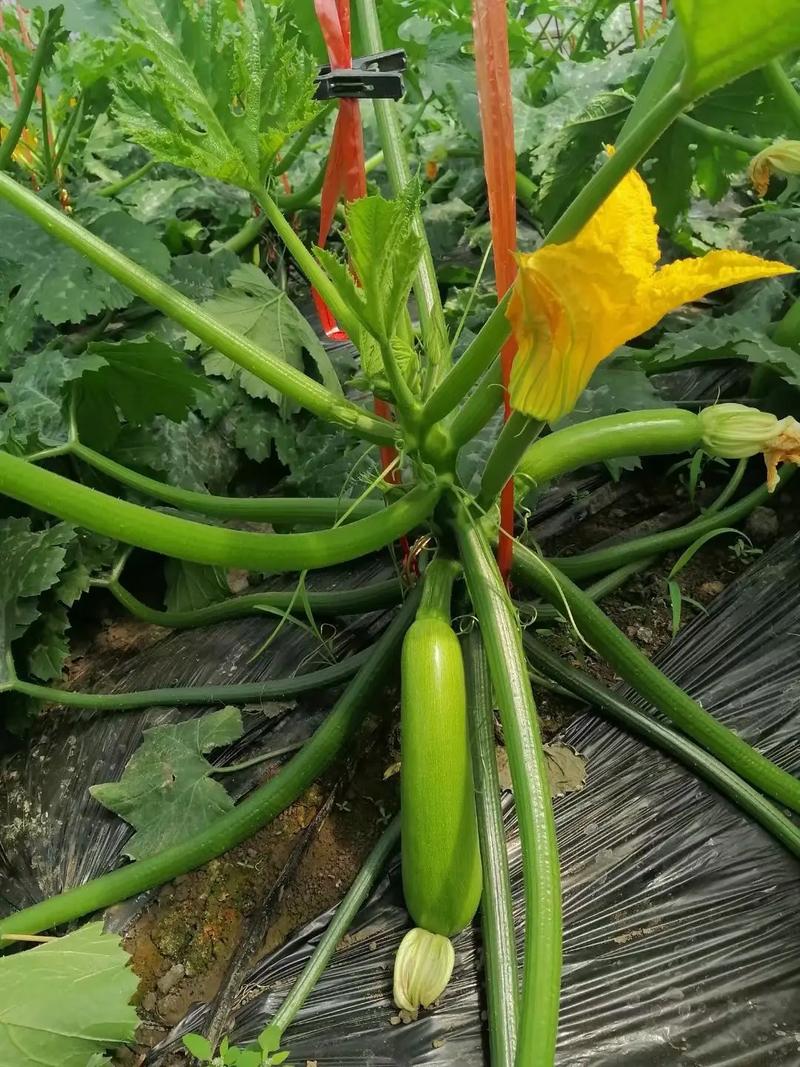 春露地西葫芦种植技术要点有哪些？-图1