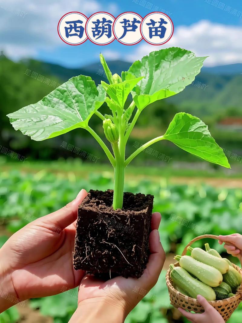 春露地西葫芦种植技术要点有哪些？-图2