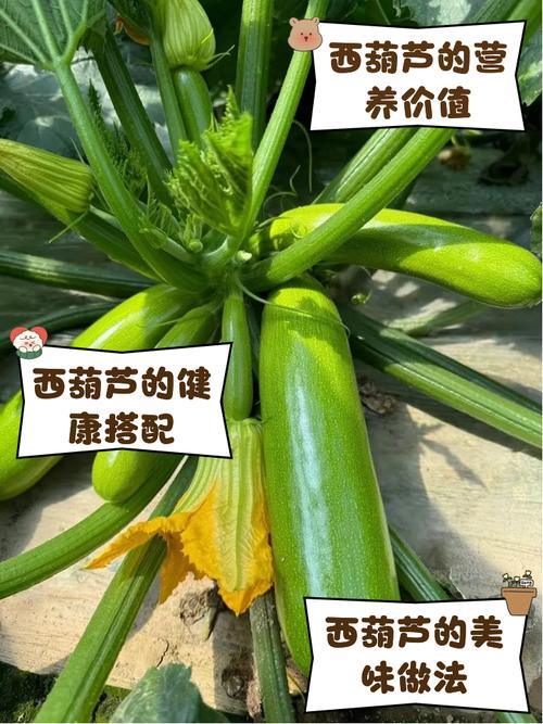 春露地西葫芦种植技术要点有哪些？-图3