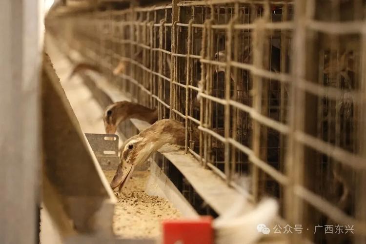 笼养蛋鸭技术视频怎么学？-图1