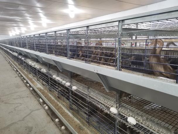 笼养蛋鸭技术视频怎么学？-图2