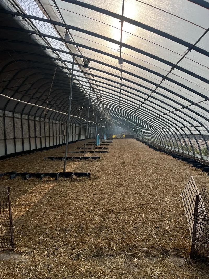 笼养蛋鸭技术视频怎么学？-图3