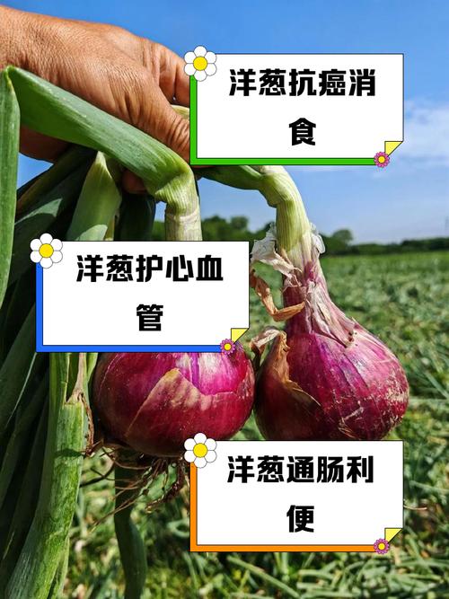 洋葱种植技术有哪些关键要点?-图3 洋葱种植技术有哪些关键要点?-图3