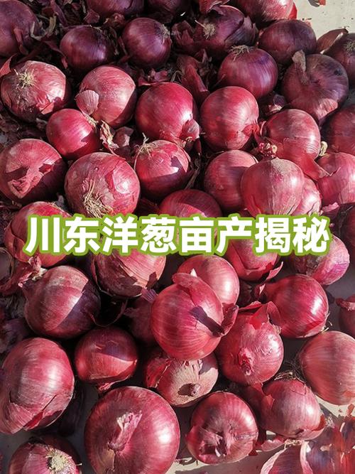 洋葱种植技术有哪些关键要点?-图2 洋葱种植技术有哪些关键要点?-图2