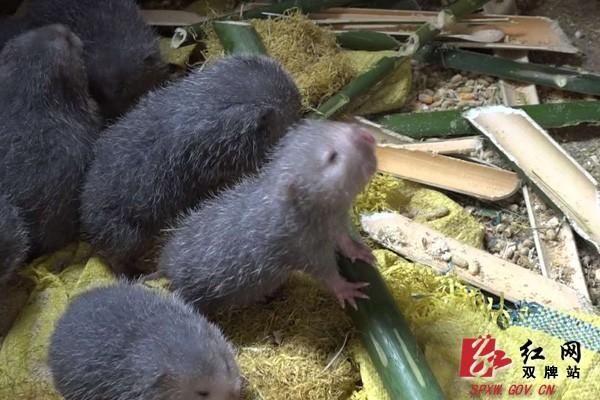 竹鼠收购价一斤多少钱?-图1 竹鼠收购价一斤多少钱?-图1