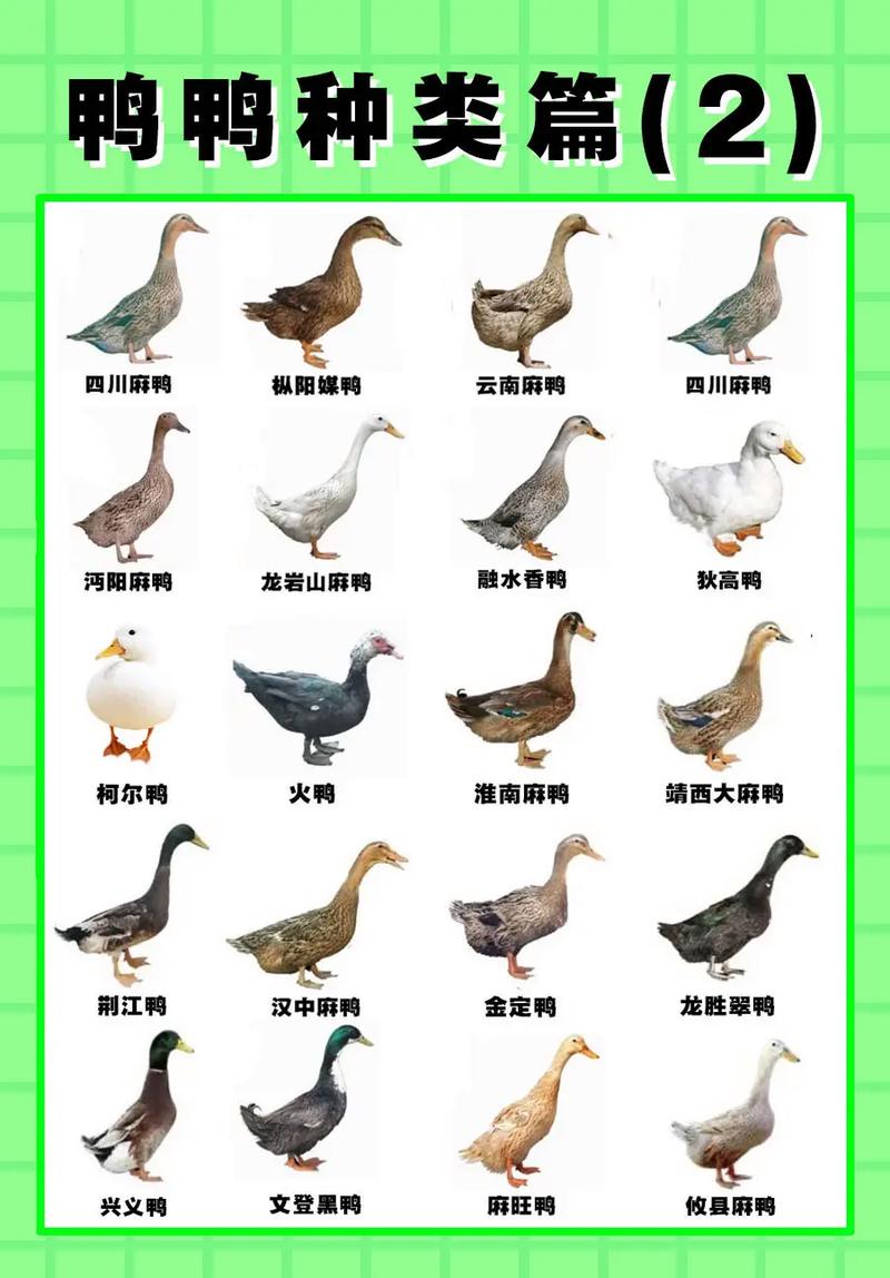鸭子的品种有哪些图片-图1 鸭子的品种有哪些图片-图1