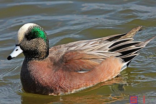 鸭子的品种有哪些图片-图2 鸭子的品种有哪些图片-图2