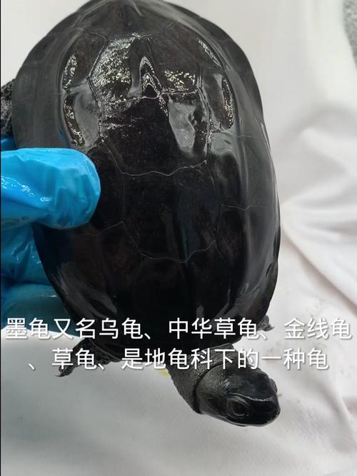 黑色乌龟是什么品种？-图2