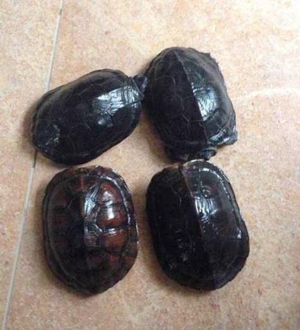 黑色乌龟是什么品种？-图3