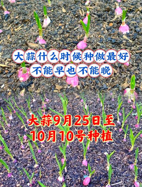 秋播大蒜栽培技术要点有哪些？-图1