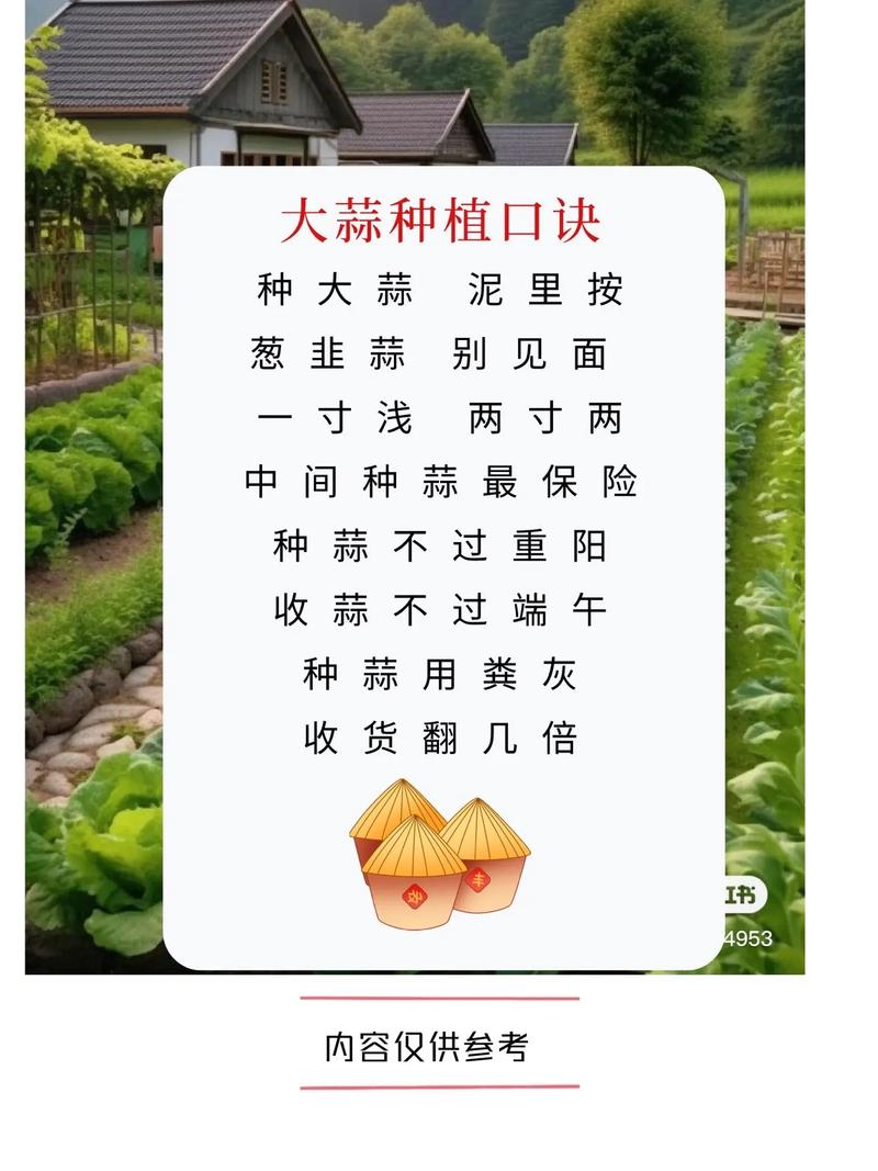 秋播大蒜栽培技术要点有哪些？-图2