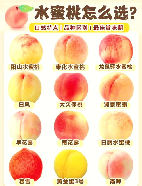 桃子品种有哪些?图片大全看这里!-图1 桃子品种有哪些?图片大全看这里!-图1