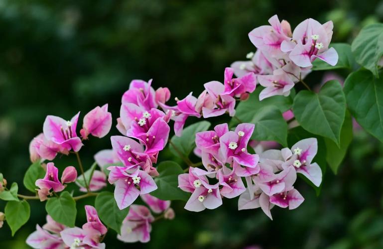 三角梅哪个品种最美?-图2 三角梅哪个品种最美?-图2