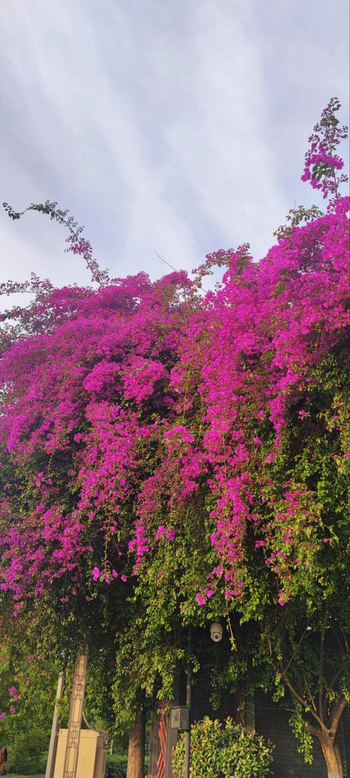 三角梅哪个品种最美?-图1 三角梅哪个品种最美?-图1