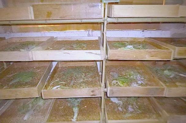 黄粉虫养殖能致富？技术门槛高吗？-图2