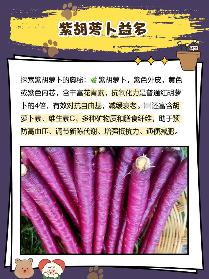 紫胡萝卜怎么种？视频教你技术要点-图1