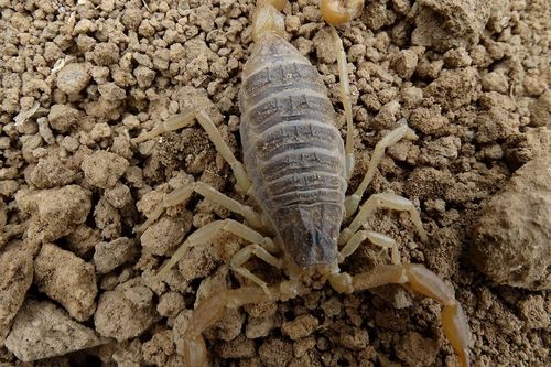 山东野生蝎子收购价多少钱一斤？-图3