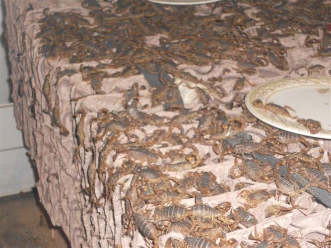 山东野生蝎子收购价多少钱一斤？-图2