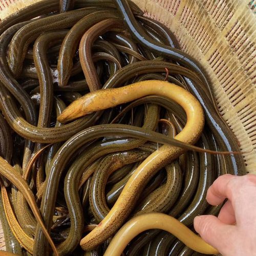 稻田黄鳝生态养殖技术要点有哪些?-图1 稻田黄鳝生态养殖技术要点有哪些?-图1