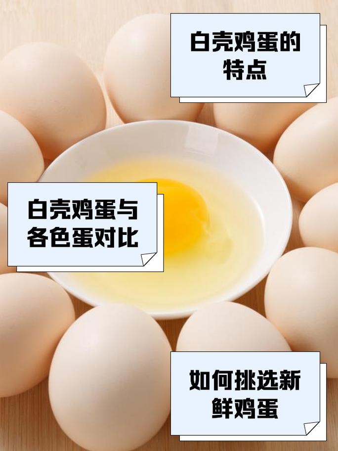 白壳鸡蛋是哪个鸡品种下的？-图1