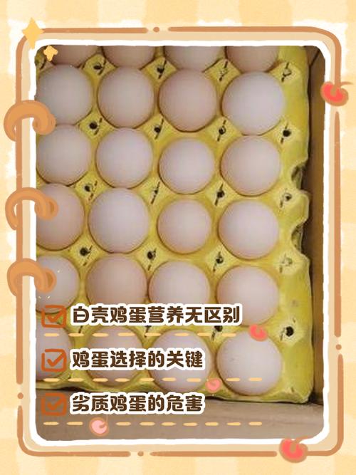 白壳鸡蛋是哪个鸡品种下的？-图2