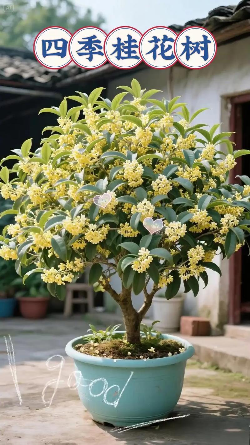 桂花树品种有哪些?看图识别!-图2 桂花树品种有哪些?看图识别!-图2